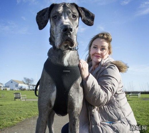英宠物狗身高1米仍在长或刷新纪录
