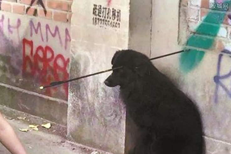 小狗头部中箭 现场图片令人非常揪心