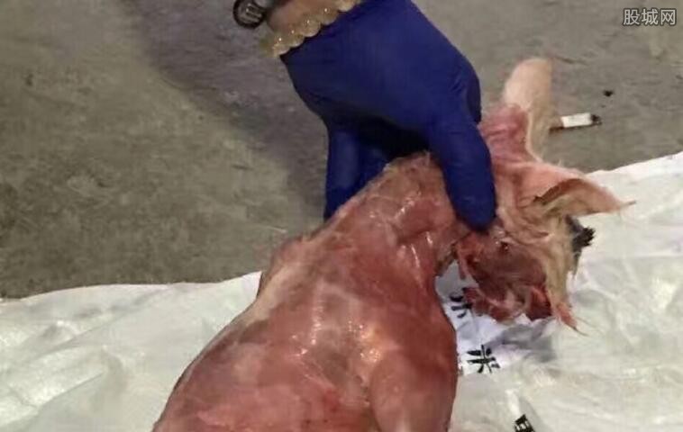 丽江女子剥猫皮后道歉 录视频请求大家原谅