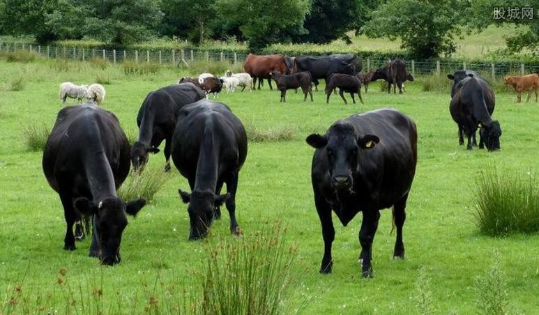 养牛的利润与成本 近年来发展养牛事业的前景