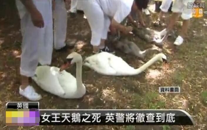 英国女王天鹅变烧鹅