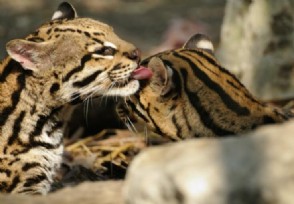 母豹飞身捕食疣猪 享用到美味的疣猪大餐