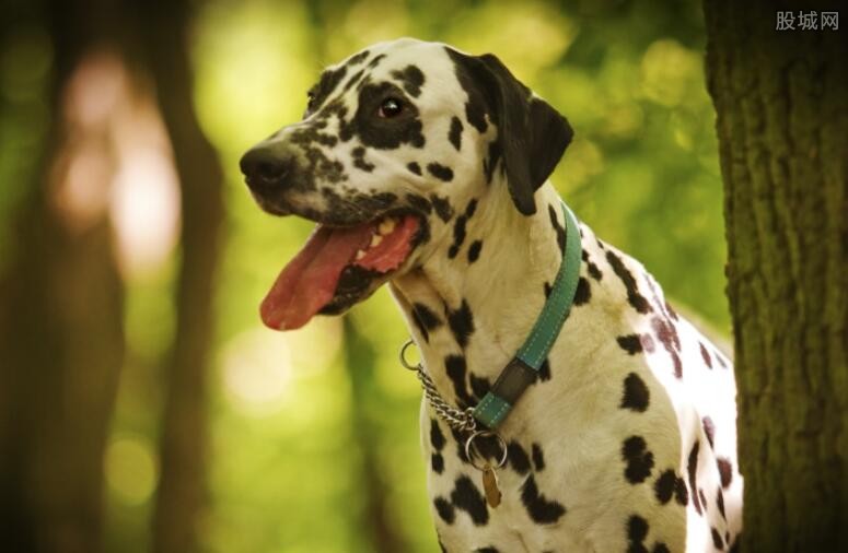 犬聪明排行榜_宠物狗智商排名边牧最聪明斗牛倒数第三阿富汗最傻