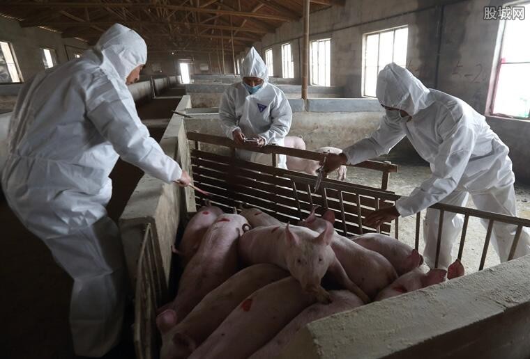 非洲猪瘟最新消息 重庆丰都县排查出非洲猪瘟
