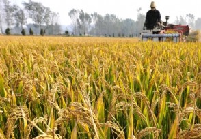 粮食补贴下来了吗 今年农民粮补每亩多少钱？