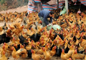 养殖用地不用愁了？无需审批可自主决定将耕地用于养殖