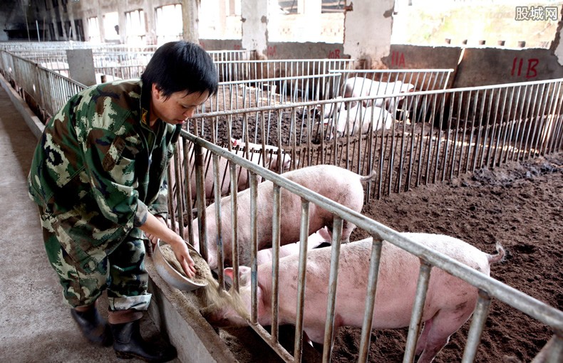 散养猪户国家政策规定 散养猪国家有补贴吗