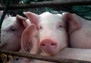 今年养猪有五项补贴 未来5年养猪业预测如何