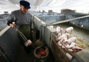 下个月猪价预计下降？ 11月猪肉价格见顶是真的吗