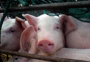 2020明年猪价预测 猪肉明年会不会降价？
