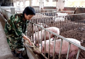 中国最大的养猪人是谁 2020年养猪行情和预测