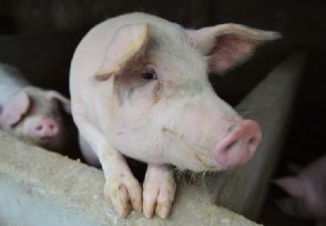 2020春节猪肉价格预测 专家是这样说的