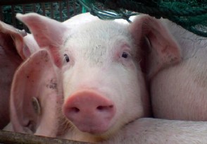 明年养猪行情怎么样 明年养猪有钱赚吗