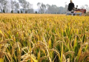 2020年有粮食补贴吗 一亩可以领取多少钱？