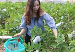 在农村怎么创业挣钱 这些项目能赚钱