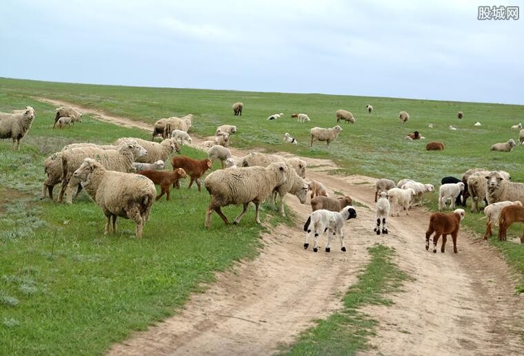 蒙古国捐赠3万只羊将分批入境 价值数千万