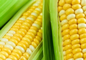 玉米价格每吨涨千元 最高均价超2600元