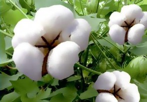 澳大利亚跟中国怎么了 中方禁止进口澳棉花真吗