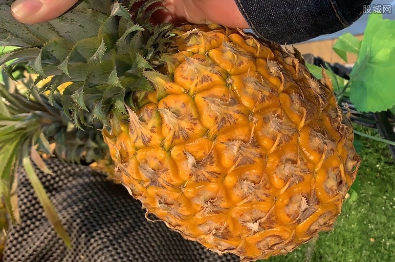 台湾菠萝问题