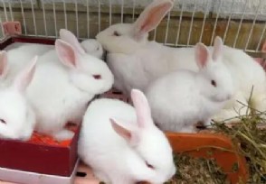 养殖行业做什么项目好 想赚钱考虑这四个项目