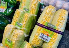 6元一根“新东方”玉米农民赚多少 这是一个引人深思的问题
