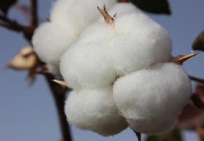 2022年棉花价格涨还是跌 价格有大涨可能吗？