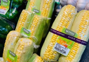 玉米继续下跌今秋玉米会跌破成本�K线吗？ 有两大观点