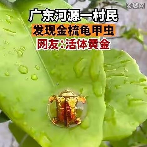 金色的虫子