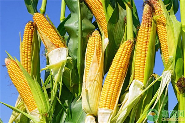 河北多户农民玉米产量减半 多方称系天气原因