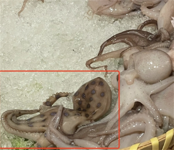 蓝环章鱼被曝现身火锅店 毒性是眼镜蛇的50倍