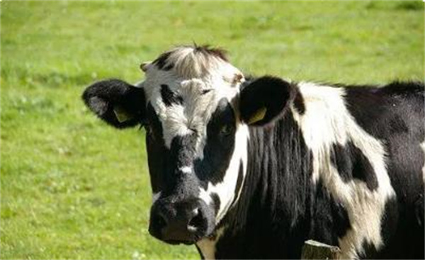 “认养一头牛”几乎没有自养牛这家品牌IPO遭问