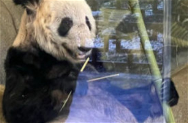 大熊猫“丫丫”或于4月7日合同到期回国