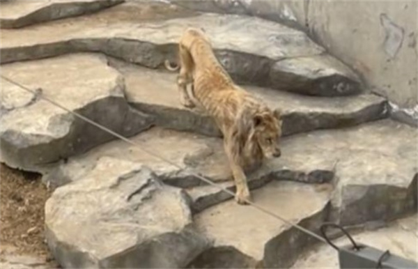 南京一动物园回应瘦成排骨的狮子