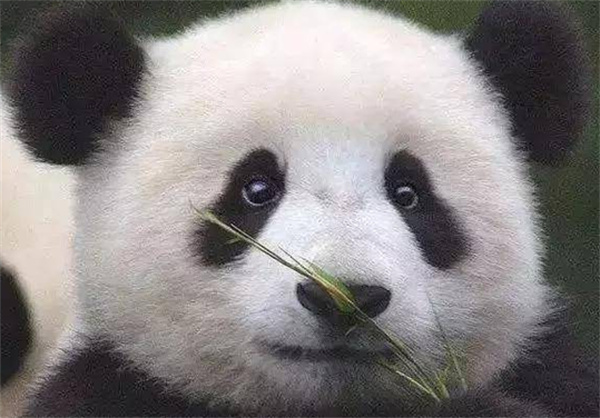 熊猫花花是如何成为熊猫届顶流的