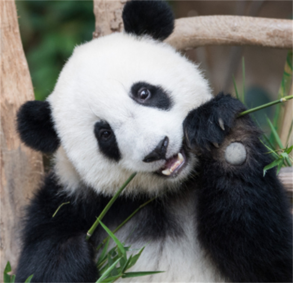 大熊猫丫丫今年22岁等于人类的80岁