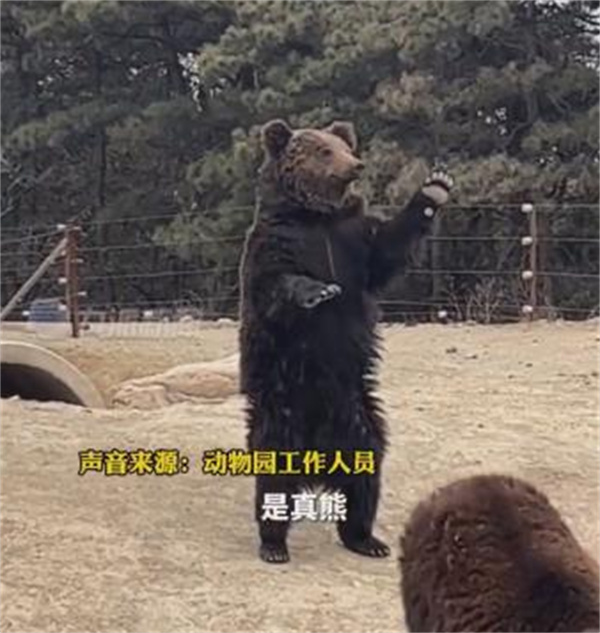 动物园的棕熊能听懂人话 质疑是人假扮