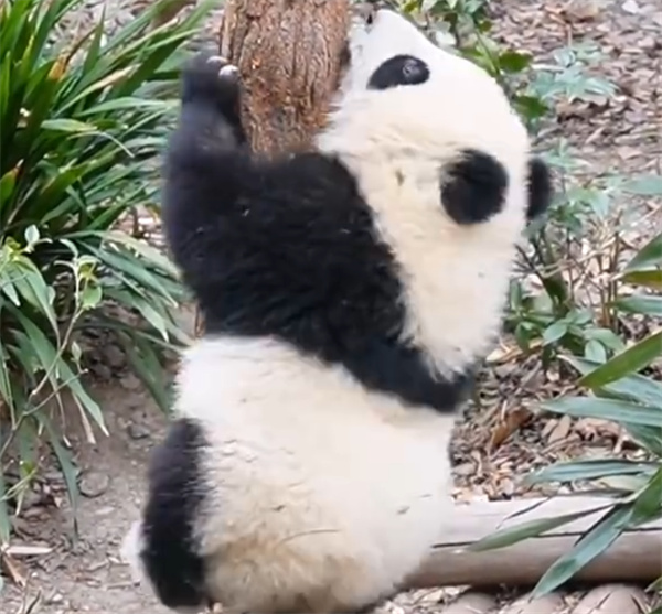 小福菀终于会爬树了
