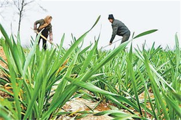 桃花雪过后夏粮保卫战打响