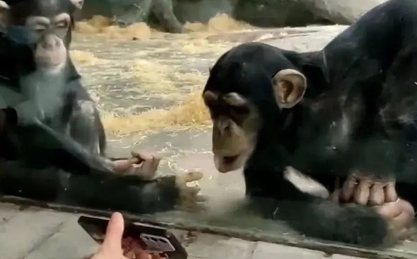 为吸引黑猩猩游客用短视频做诱饵引其观看