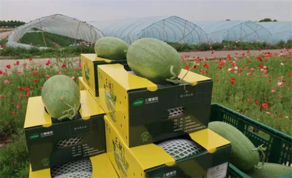 “脾气最大的西瓜”：濒临绝种今年产出超10万多个