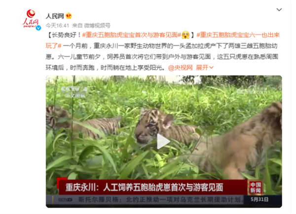 重庆五胞胎虎宝宝首次亮相与游客见面