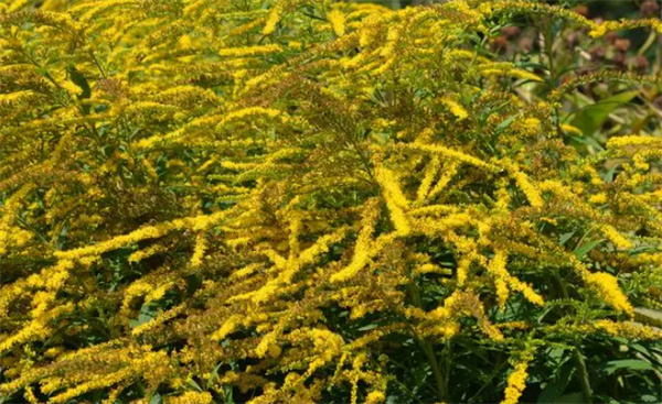 多地已发现“加拿大一枝黄花” 以下是定义外来植物原因