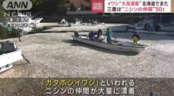 日本大批水鸟死亡