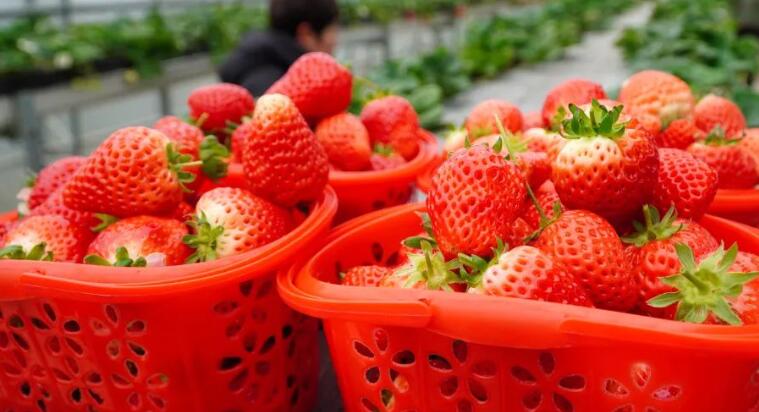 12大最脏蔬果榜单 草莓检出农残种类多