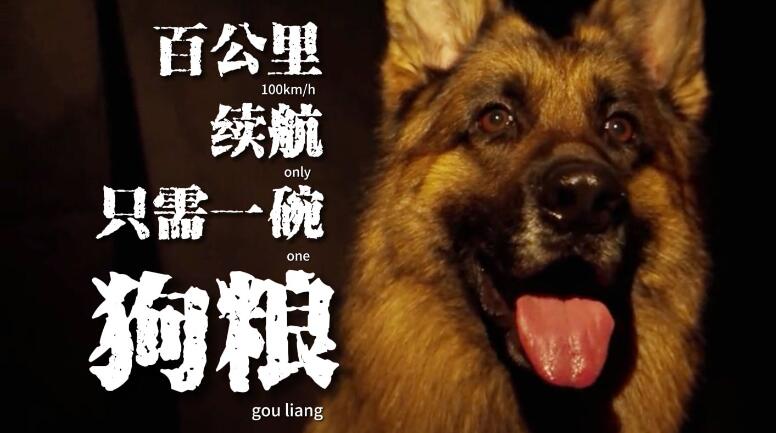 只有中国人才能看懂的散装英文 警犬宣传片火了