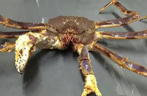 Ųз۸һµ Ҫԭʲô